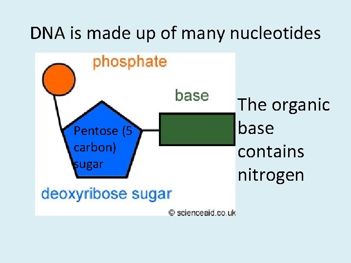 DNA is made up of many nucleotides Pentose (5 carbon) sugar The organic base