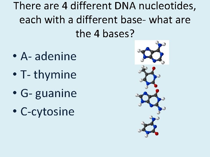 There are 4 different DNA nucleotides, each with a different base- what are the