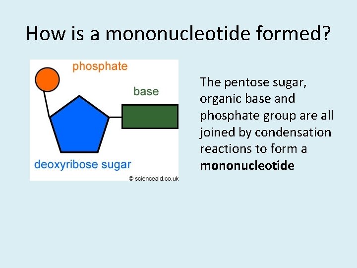 How is a mononucleotide formed? The pentose sugar, organic base and phosphate group are