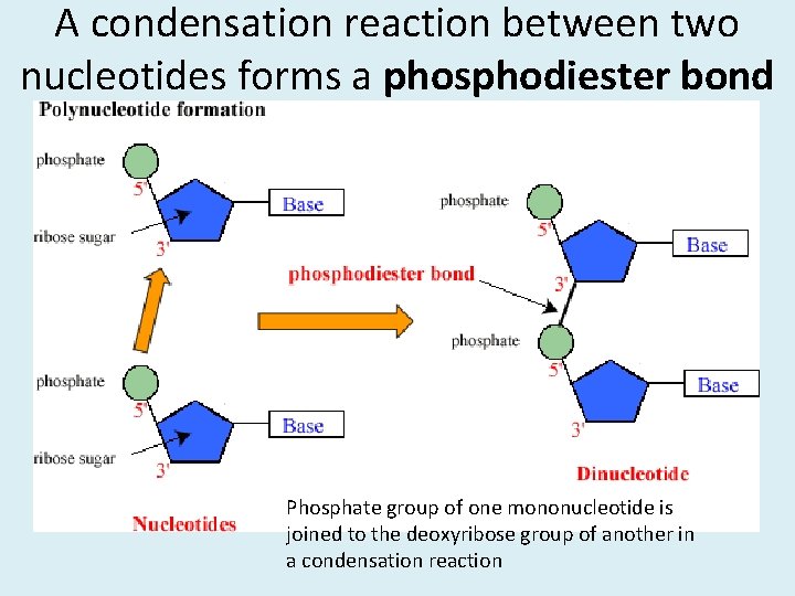 A condensation reaction between two nucleotides forms a phosphodiester bond Phosphate group of one