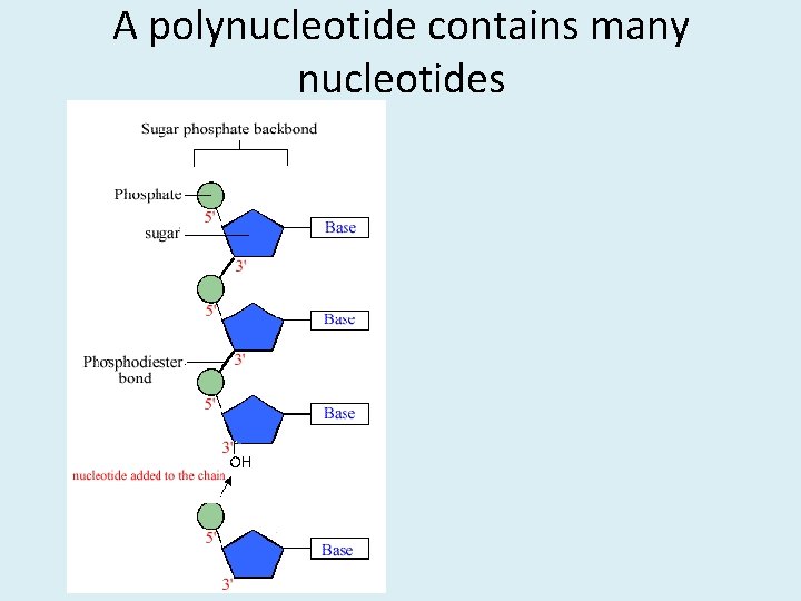 A polynucleotide contains many nucleotides 
