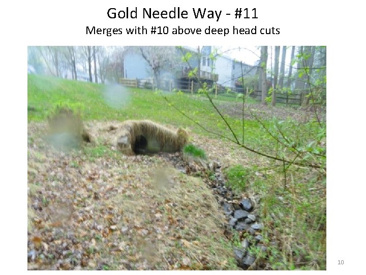 Gold Needle Way - #11 Merges with #10 above deep head cuts 10 