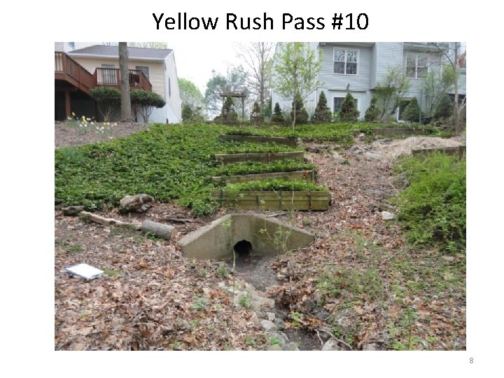 Yellow Rush Pass #10 8 