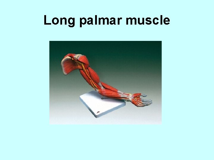 Long palmar muscle 