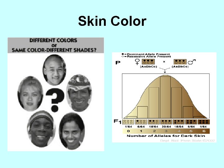 Skin Color 