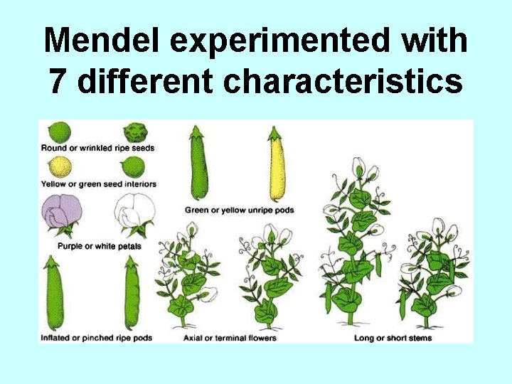 Mendel experimented with 7 different characteristics 