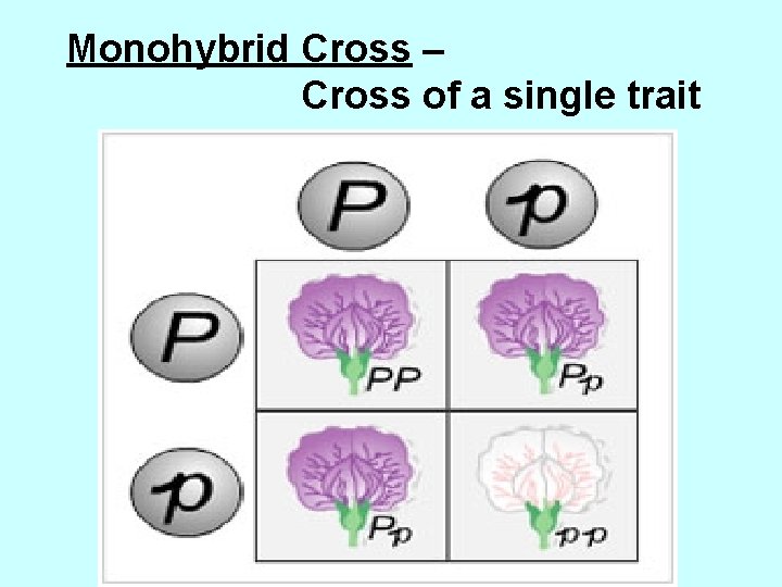 Monohybrid Cross – Cross of a single trait 