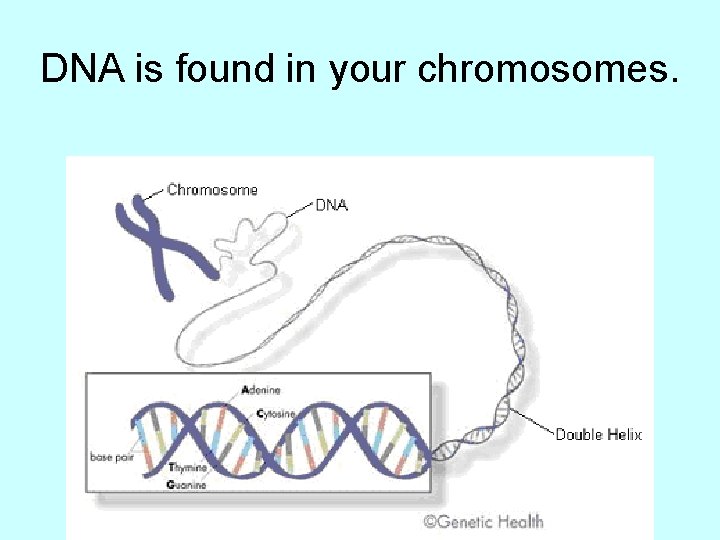 DNA is found in your chromosomes. 