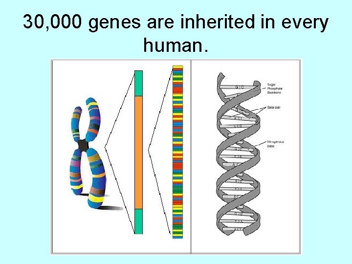 30, 000 genes are inherited in every human. 