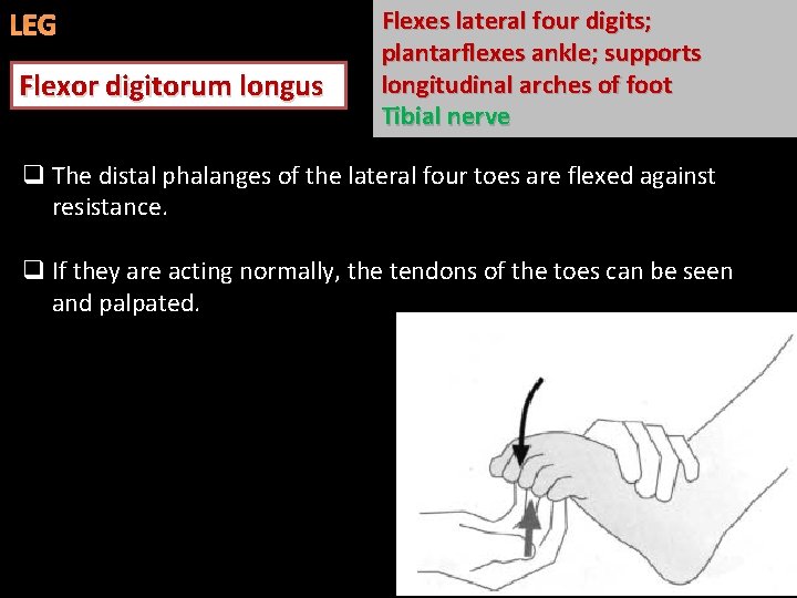 LEG Flexor digitorum longus Flexes lateral four digits; plantarflexes ankle; supports longitudinal arches of
