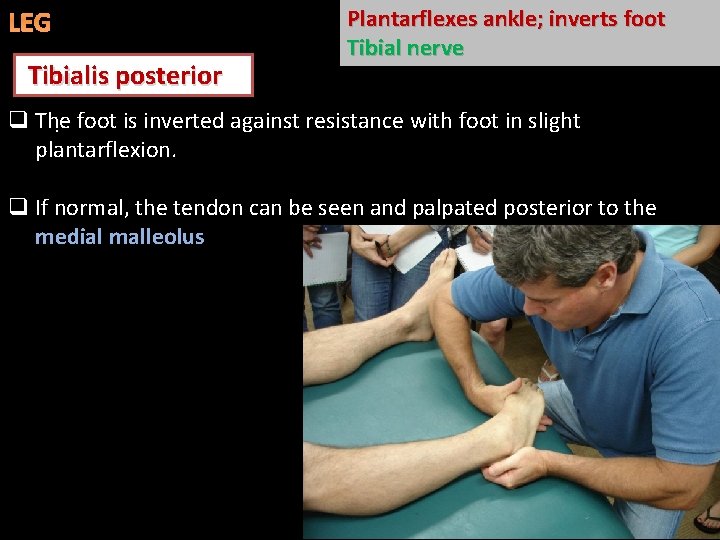 LEG Tibialis posterior Plantarflexes ankle; inverts foot Tibial nerve q The. foot is inverted