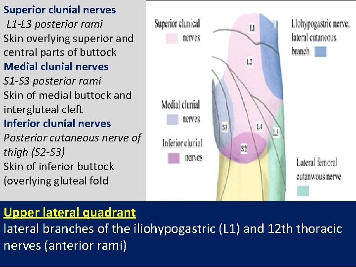 Superior clunial nerves L 1 -L 3 posterior rami Skin overlying superior and central