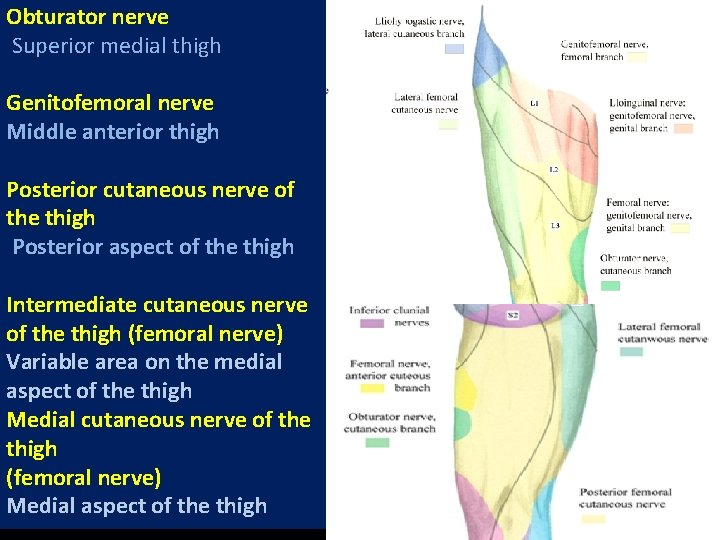 Obturator nerve Superior medial thigh Genitofemoral nerve Middle anterior thigh Posterior cutaneous nerve of