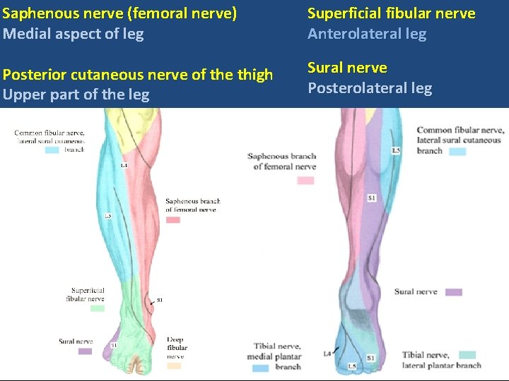 Saphenous nerve (femoral nerve) Medial aspect of leg Superficial fibular nerve Anterolateral leg Posterior