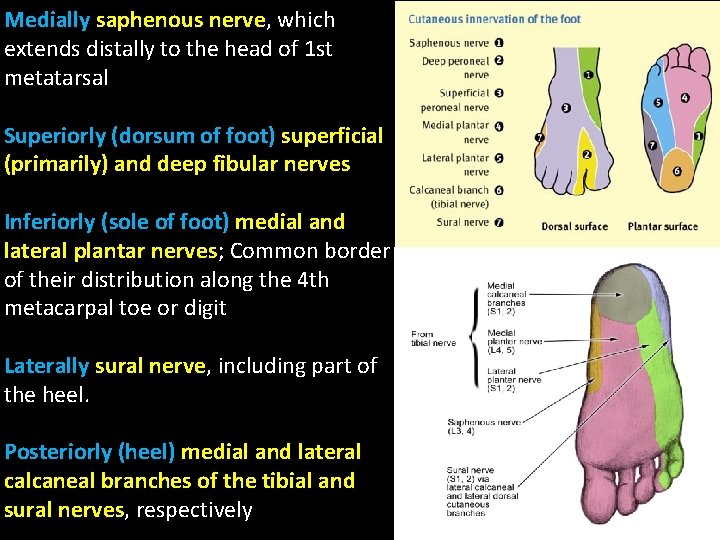 Medially saphenous nerve, nerve which extends distally to the head of 1 st metatarsal