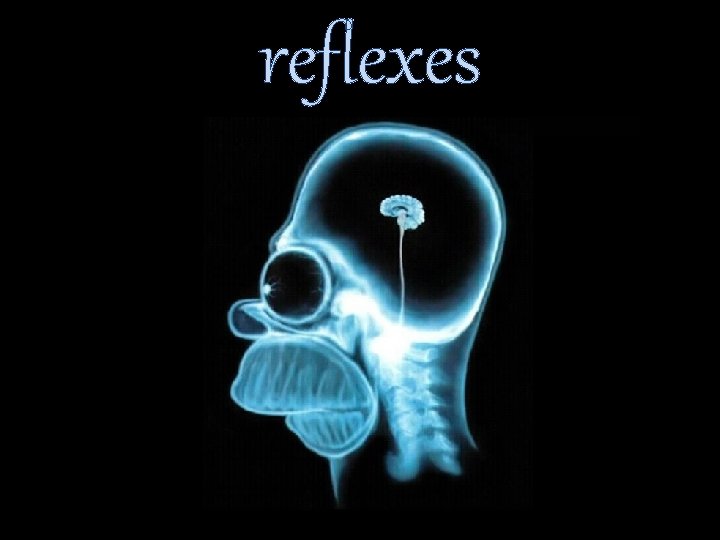 reflexes 