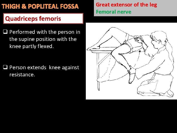 THIGH & POPLITEAL FOSSA Quadriceps femoris q Performed with the person in the supine
