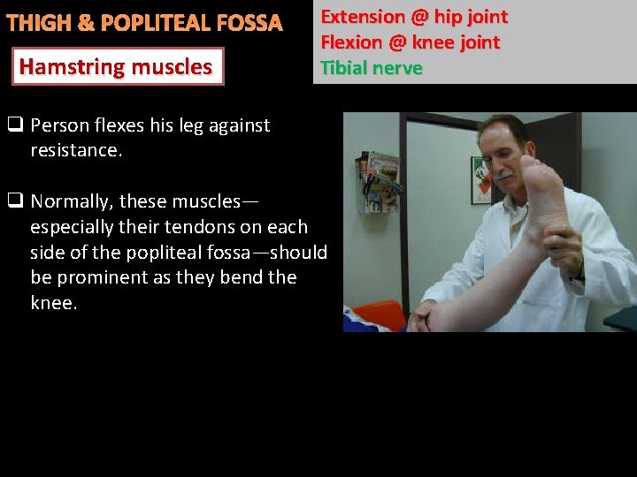 THIGH & POPLITEAL FOSSA Hamstring muscles Extension @ hip joint Flexion @ knee joint