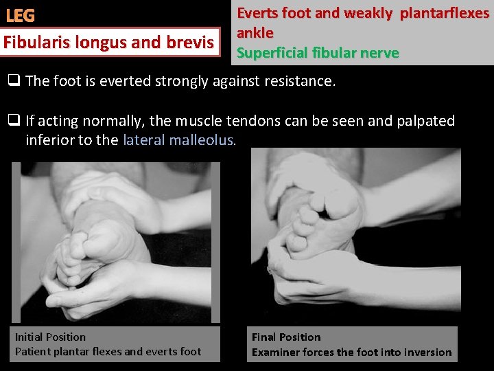 LEG Fibularis longus and brevis Everts foot and weakly plantarflexes ankle Superficial fibular nerve