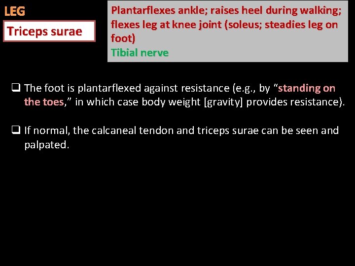LEG Triceps surae Plantarflexes ankle; raises heel during walking; flexes leg at knee joint