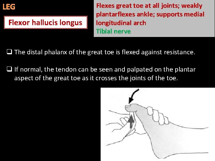 LEG Flexor hallucis longus Flexes great toe at all joints; weakly plantarflexes ankle; supports