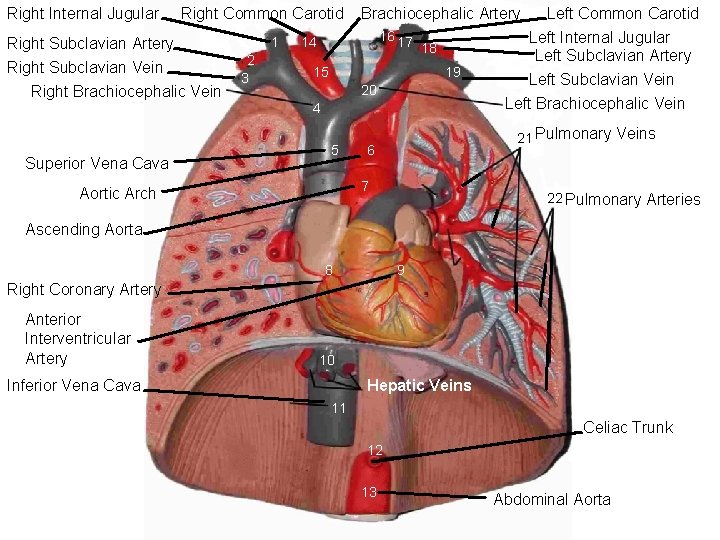 Right Internal Jugular Right Common Carotid Right Subclavian Artery Right Subclavian Vein Right Brachiocephalic