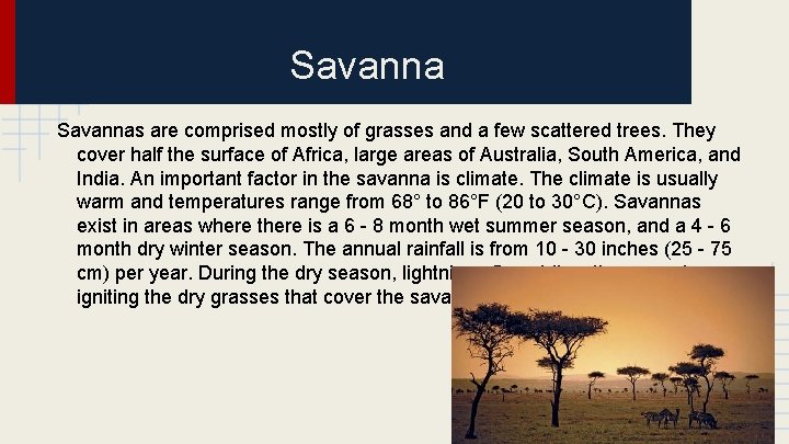 Savannas are comprised mostly of grasses and a few scattered trees. They cover half