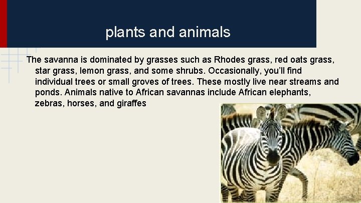 plants and animals The savanna is dominated by grasses such as Rhodes grass, red