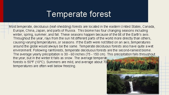 Temperate forest Most temperate, deciduous (leaf-shedding) forests are located in the eastern United States,