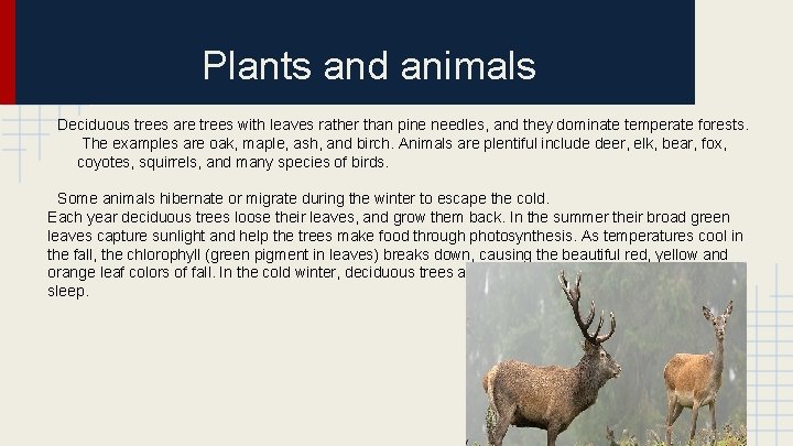 Plants and animals Deciduous trees are trees with leaves rather than pine needles, and