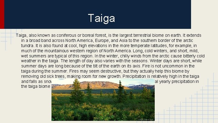 Taiga, also known as coniferous or boreal forest, is the largest terrestrial biome on