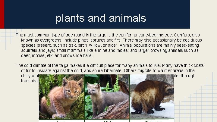 plants and animals The most common type of tree found in the taiga is