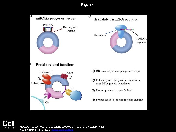 Biological roles and therapeutic potential of circular RNAs