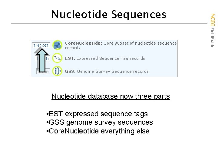 Nucleotide database now three parts • EST expressed sequence tags • GSS genome survey