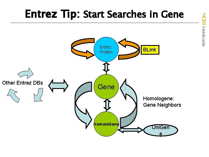 Entrez Protein Other Entrez DBs BLink Gene Homologene: Gene Neighbors Homolo. Gene Uni. Gen