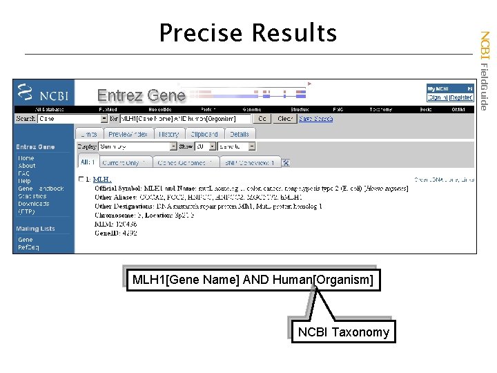 MLH 1[Gene Name] AND Human[Organism] NCBI Taxonomy NCBI Field. Guide Precise Results 