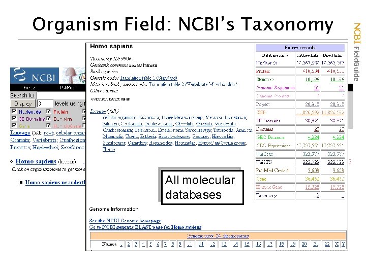 All molecular databases NCBI Field. Guide Organism Field: NCBI’s Taxonomy 