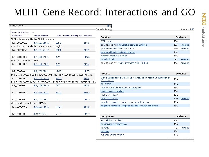 NCBI Field. Guide MLH 1 Gene Record: Interactions and GO 