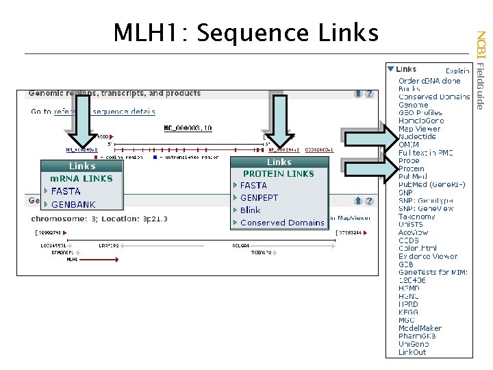 NCBI Field. Guide MLH 1: Sequence Links 