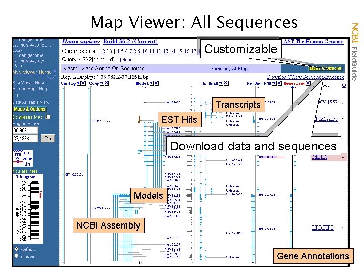 Customizable Transcripts EST Hits Download data and sequences Models NCBI Assembly Gene Annotations NCBI