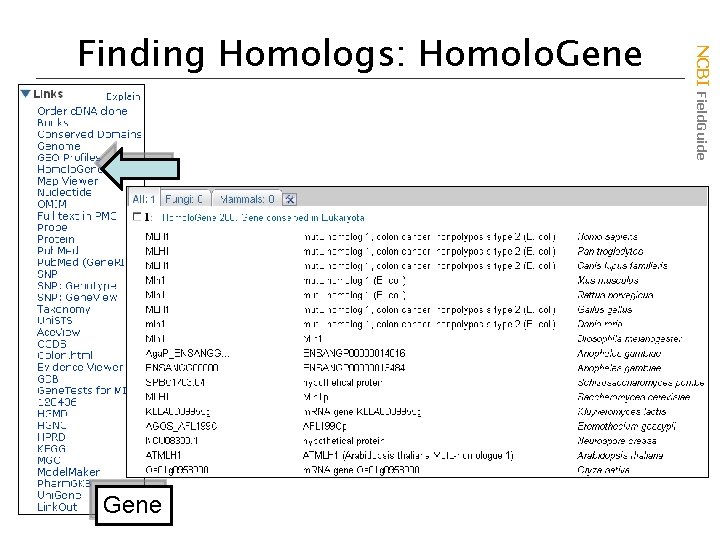 Gene NCBI Field. Guide Finding Homologs: Homolo. Gene 