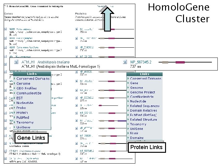 Homolo. Gene Cluster Gene Links Protein Links 