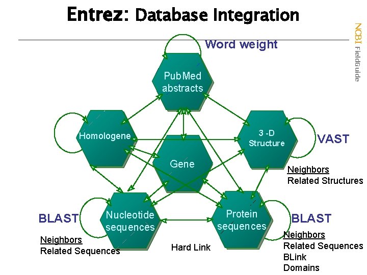 NCBI Field. Guide Entrez: Database Integration Word weight Pub. Med abstracts 3 -D 3