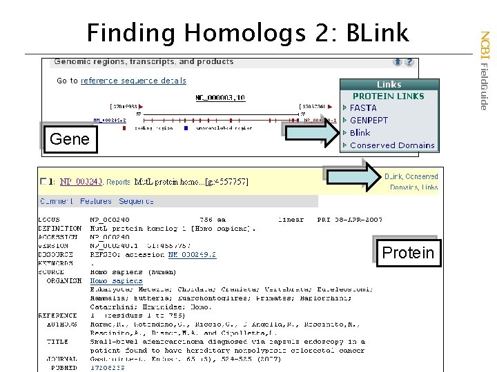 Gene Protein NCBI Field. Guide Finding Homologs 2: BLink 