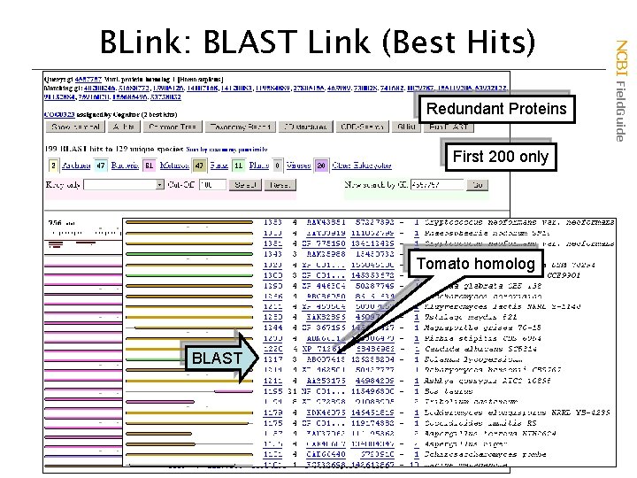 Redundant Proteins First 200 only Tomato homolog BLAST NCBI Field. Guide BLink: BLAST Link