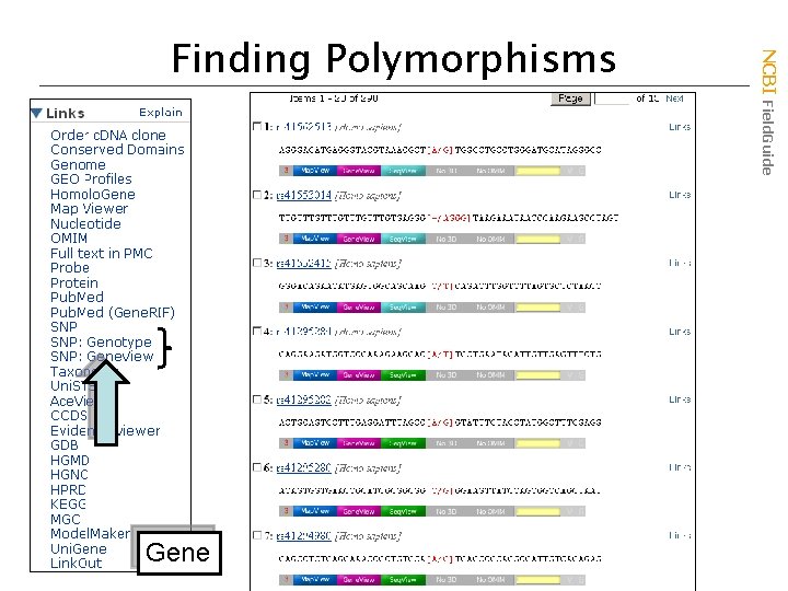 Gene NCBI Field. Guide Finding Polymorphisms 