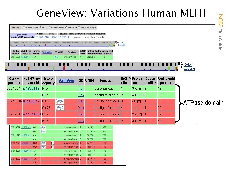 NCBI Field. Guide Gene. View: Variations Human MLH 1 ATPase domain 