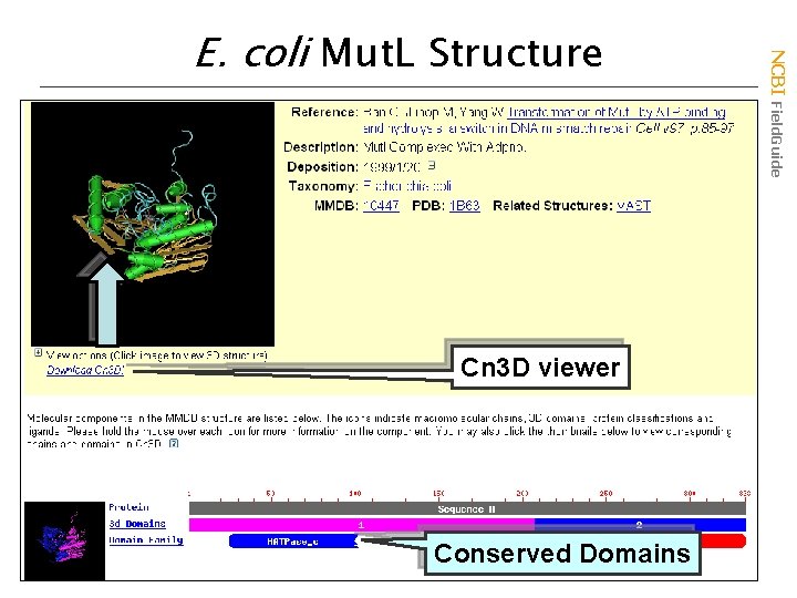 Cn 3 D viewer Conserved Domains NCBI Field. Guide E. coli Mut. L Structure