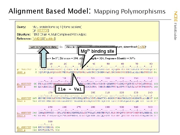 Mg 2+ binding site Ile - Val NCBI Field. Guide Alignment Based Model: Mapping