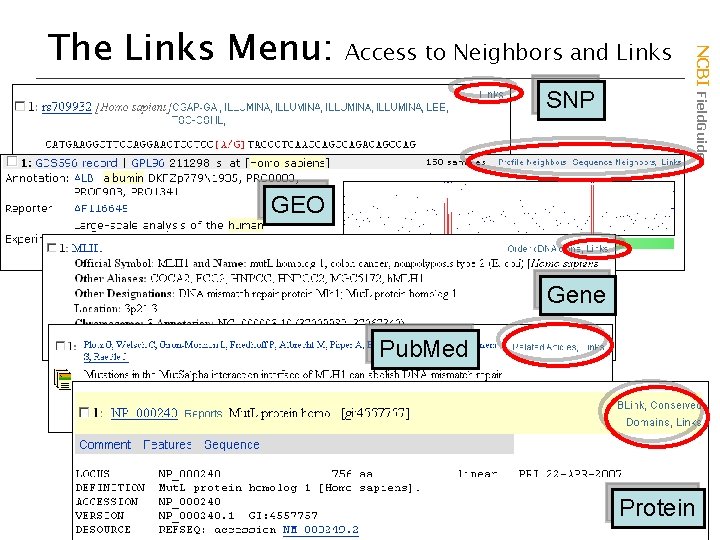 Access to Neighbors and Links SNP NCBI Field. Guide The Links Menu: GEO Gene